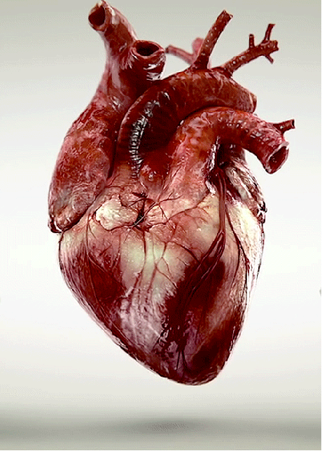 realheart.gif realheart.gif