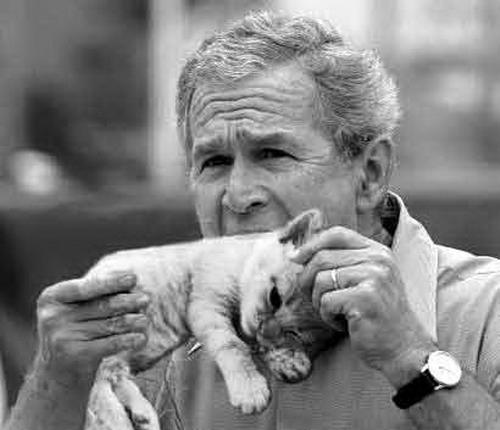 bush-eating-a-kitten.jpg bush-eating-a-kitten.jpg