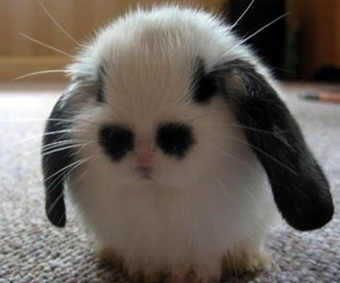 EmoBunny.jpg