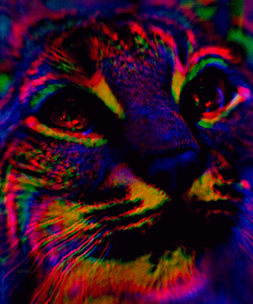Hypnopussy.gif Hypnopussy.gif