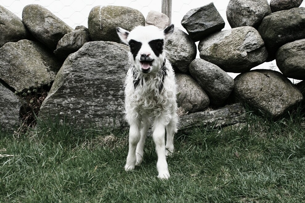 Sheepalo.jpg